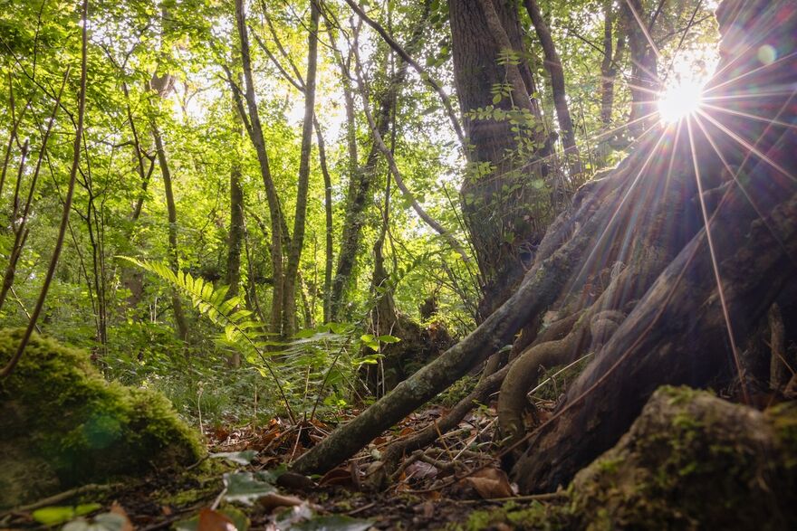 The sun glints through a gap in the trees sending a starburst of light across the trees and lush green vegetation