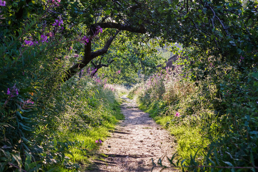 A path in nature, with trees overhanging and greenery either side