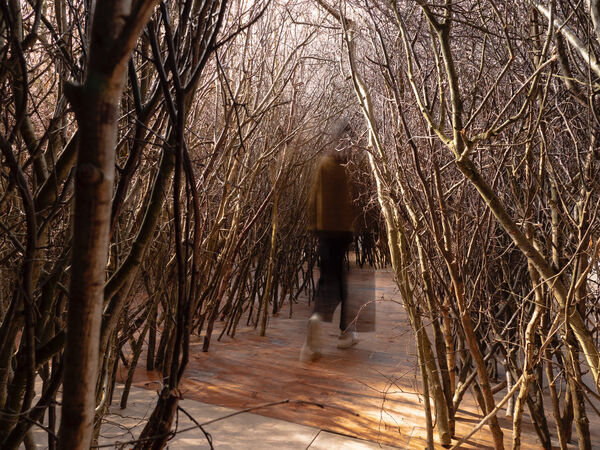 A faded person walking through an art installation of small trees and branches placed like a forest, inside an old church building