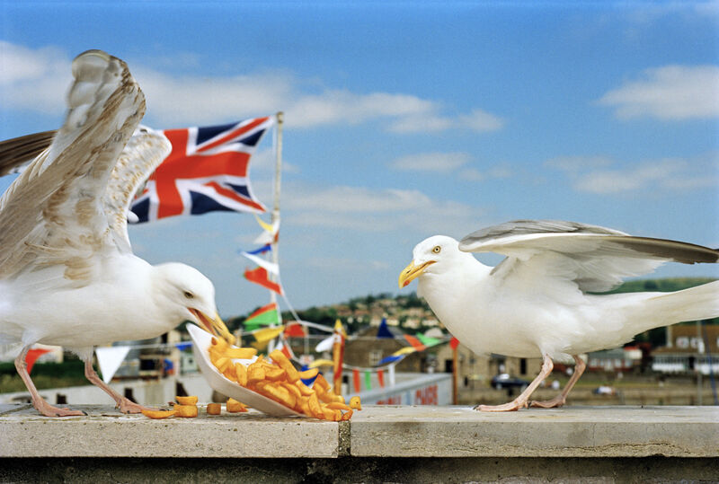 Two seagulls devour abandoned chips