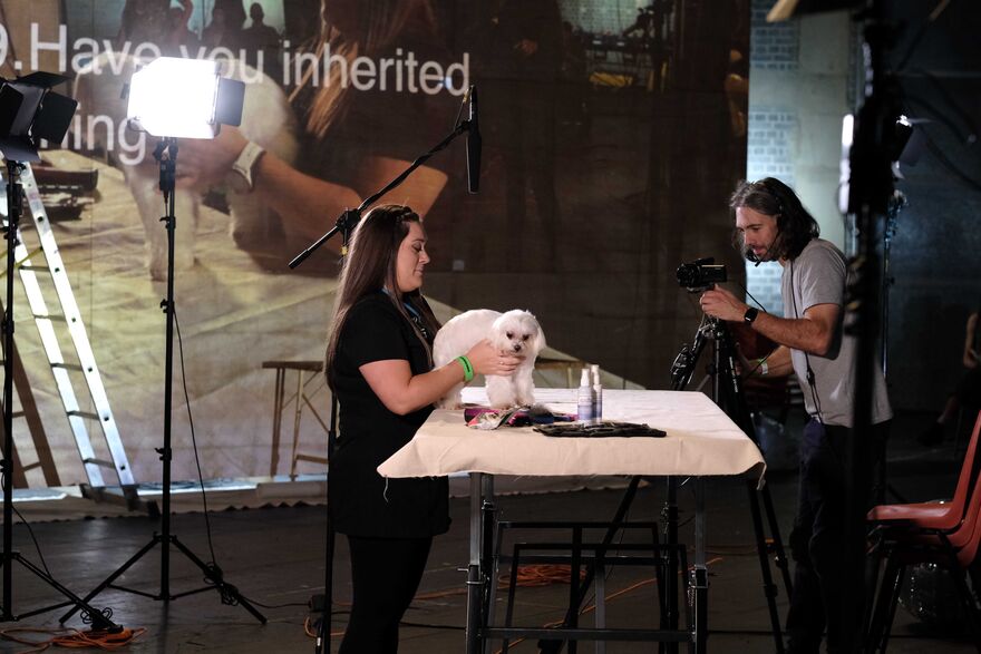 A person holds a small white dog on a table, they are being filmed by another person