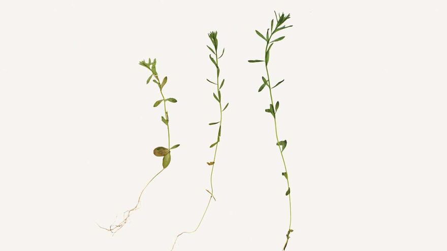 Three green vines lay on an ivory-coloured background