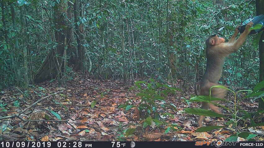 A clearing in a dense forest, a monkey reaches up to something in a tree