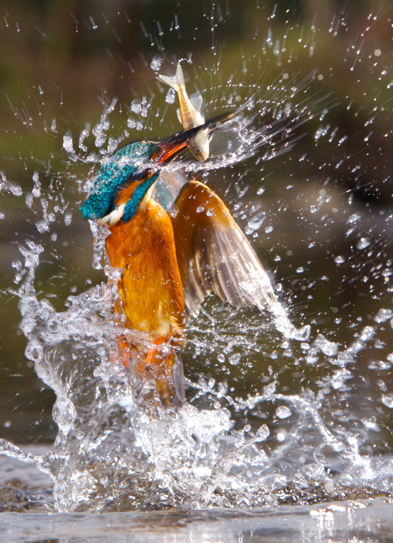 A colourful yellow bird with a blue head dives out of the water with a fish in its beak
