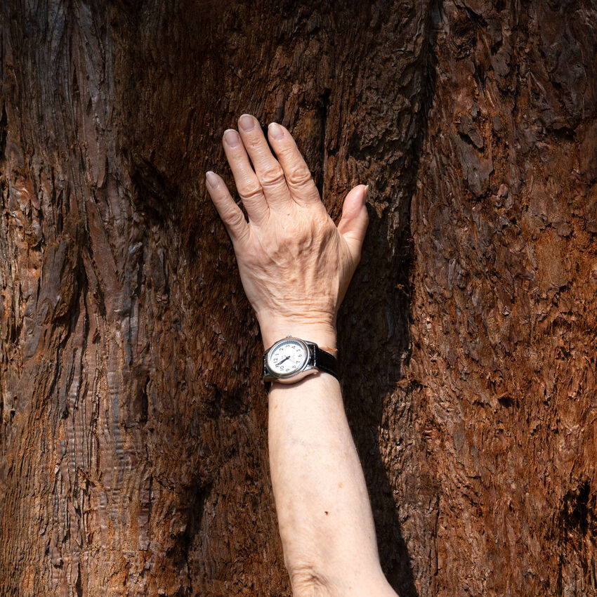 A hand touching the bark of a tree