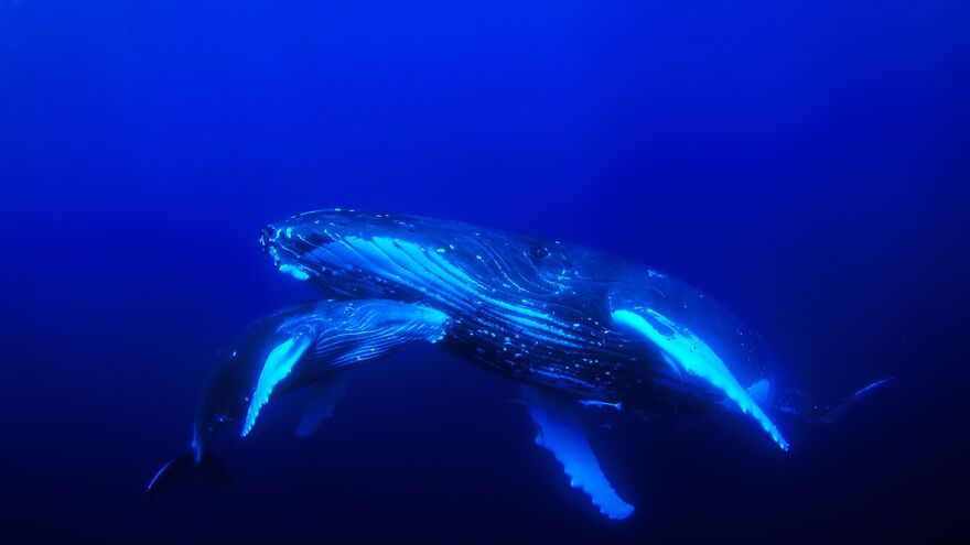 In a striking cobalt blue sea, two whales swim around each other
