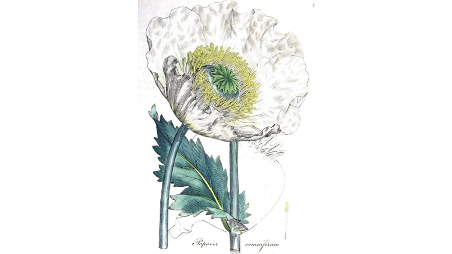 A white flower
