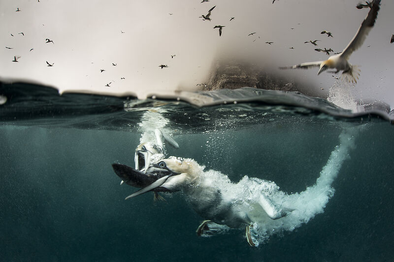 Two birds, like like gulls, dive into the water to grab the same fish, the photo is taken part underwater, and part above water